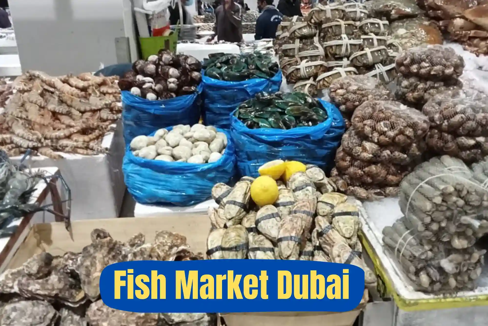 How to Find Exotic Seafood at Fish Market Dubai