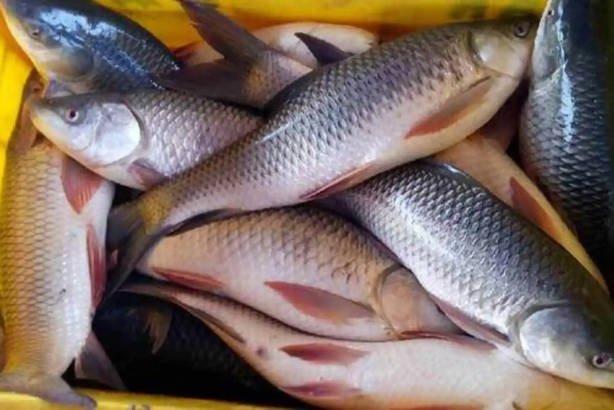 Best Guide to Buying Fresh Rohu Fish in Dubai Markets