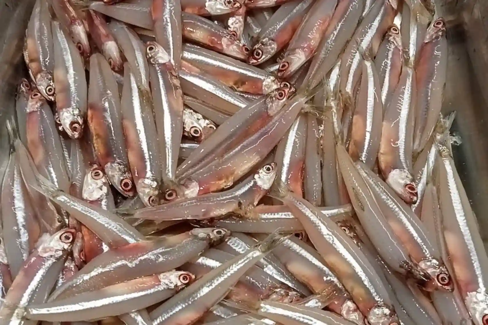 Best Guide to United Fish Dubai Seafood about Sultan Fish