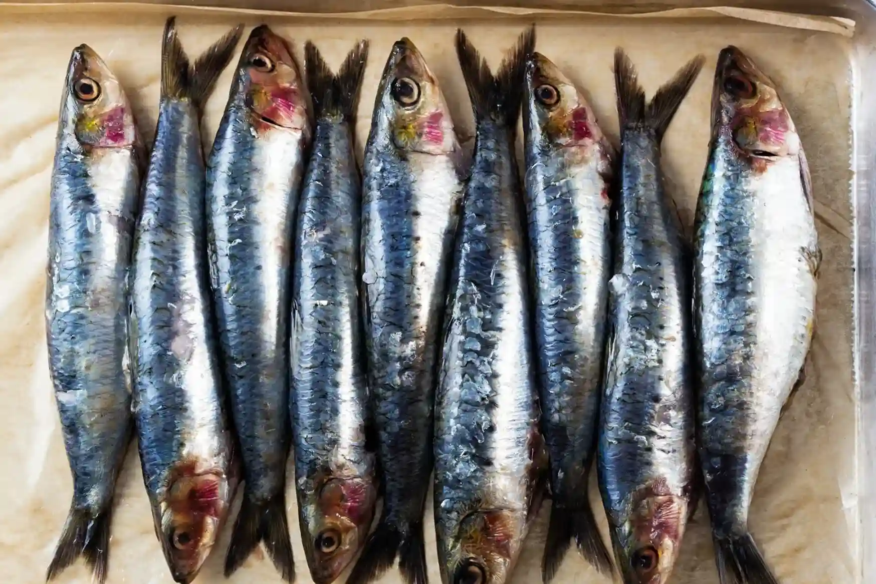 Step by Step Expert Guide to Buy Sardine Fish at Best Prices