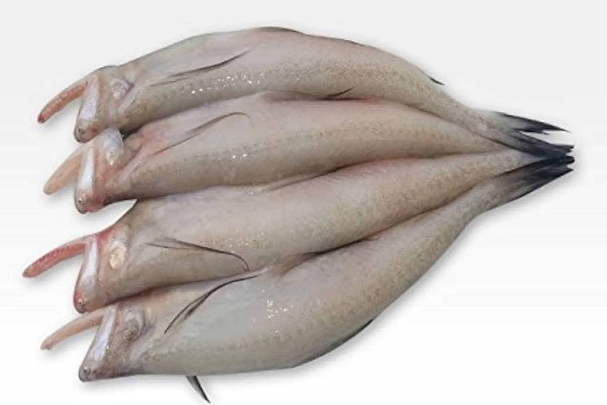 Bombay Duck Fish in Dubai Review – Seafood Lovers’ Delight