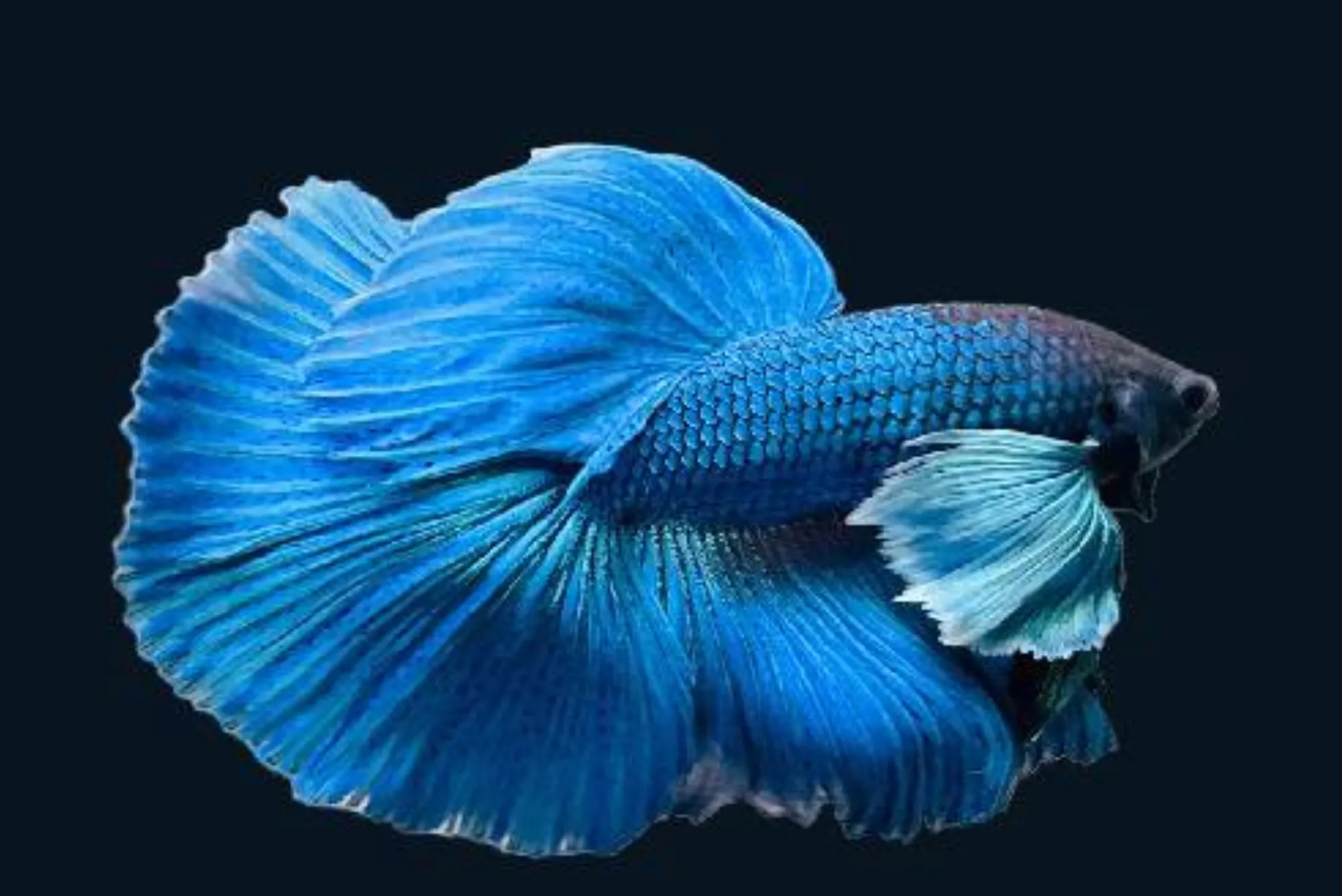 Top Spots to Buy Betta Fish in Dubai for Seafood Enthusiasts