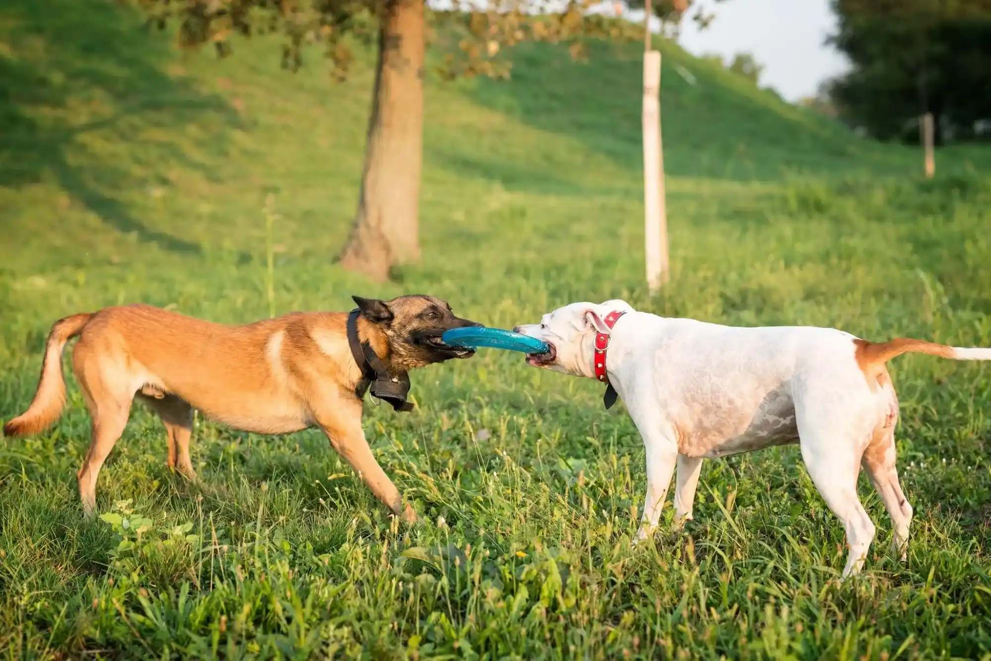 Group Play vs. Solo Time What’s Better for Your Pet