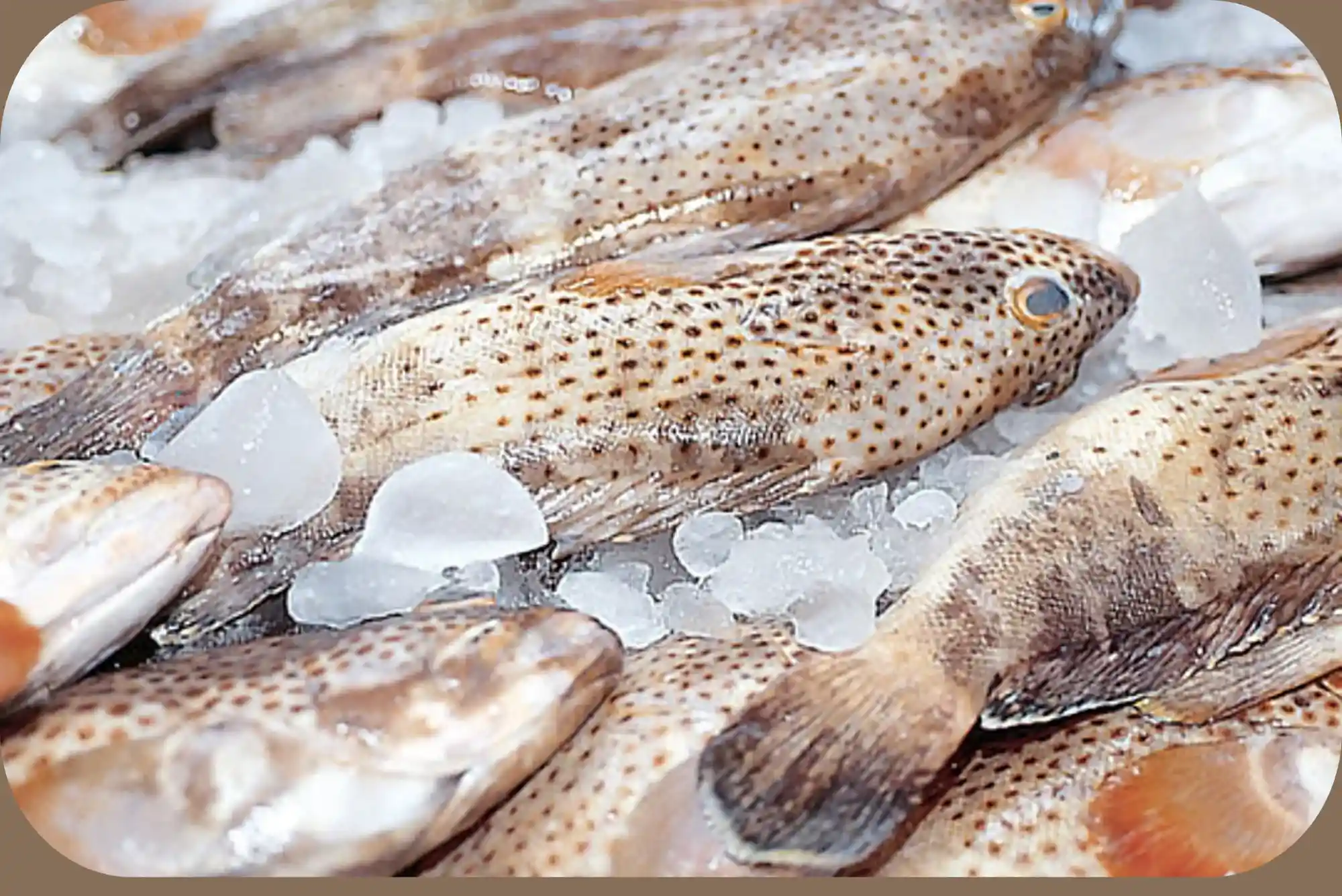 Best guide to hamour fish benefits UAE Episode